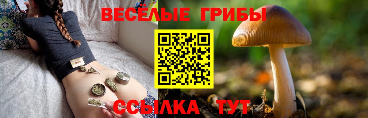 Заринск  Псилоцибиновые грибы Psilocybine cubensis  Вход с VPN 